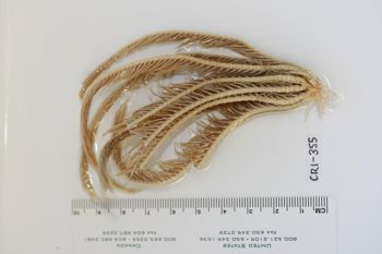 Media type: image;   Invertebrate Zoology CRI-355 Description: Preserved specimen.;